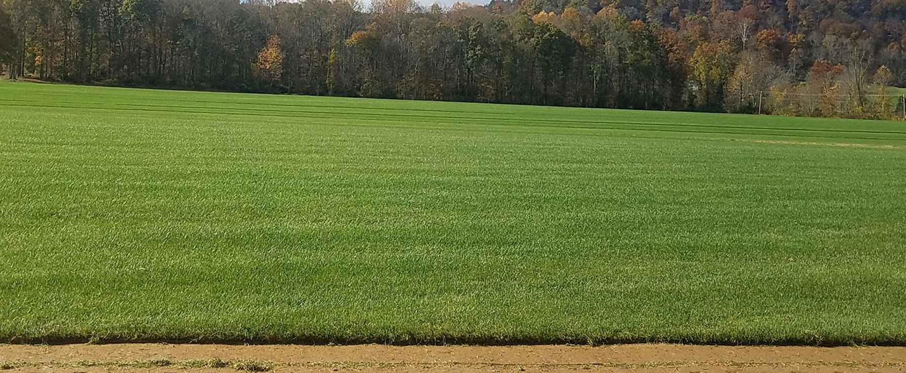 Durable and Lush Turf Type Tall Fescue with Kentucky Bluegrass Mix